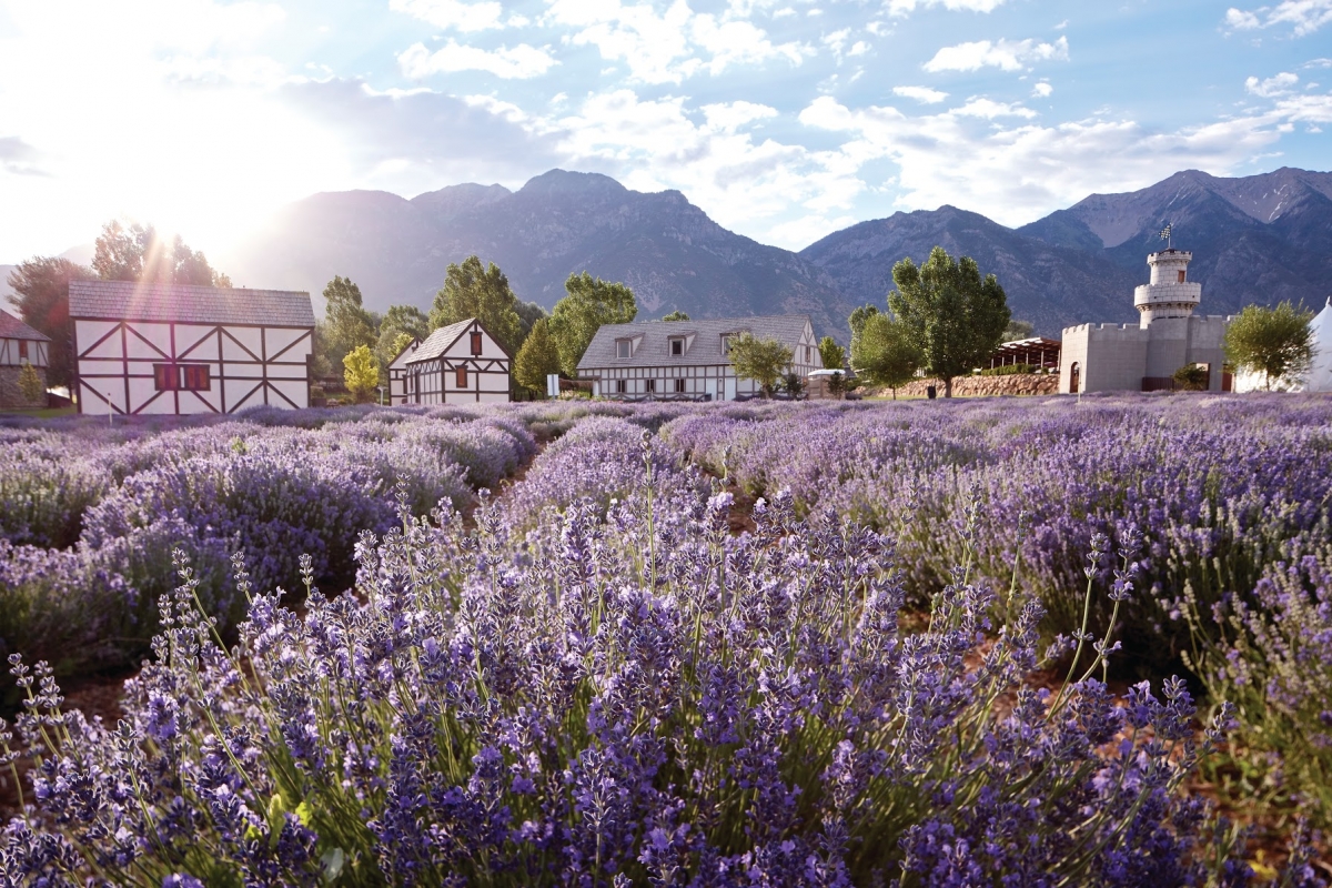 精油之旅 Aroma Journey